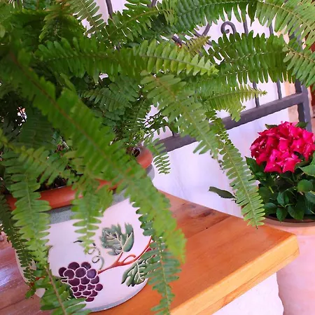 罗莎别墅旅馆 招待所 布罗达里卡